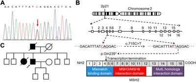 Case Report: Potential Predictive Value of MMR/MSI Status and PD-1 Expression in Immunotherapy for Urothelial Carcinoma